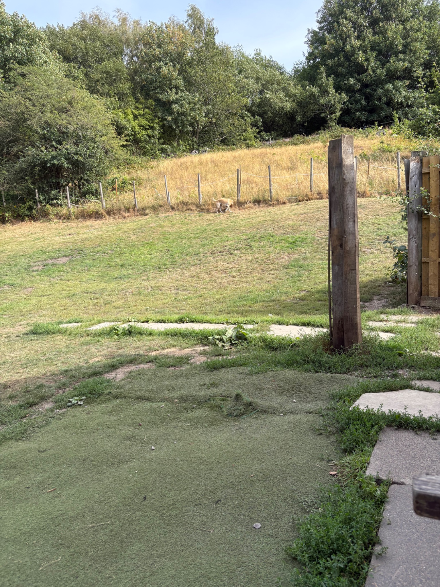 A dog exploring the private field