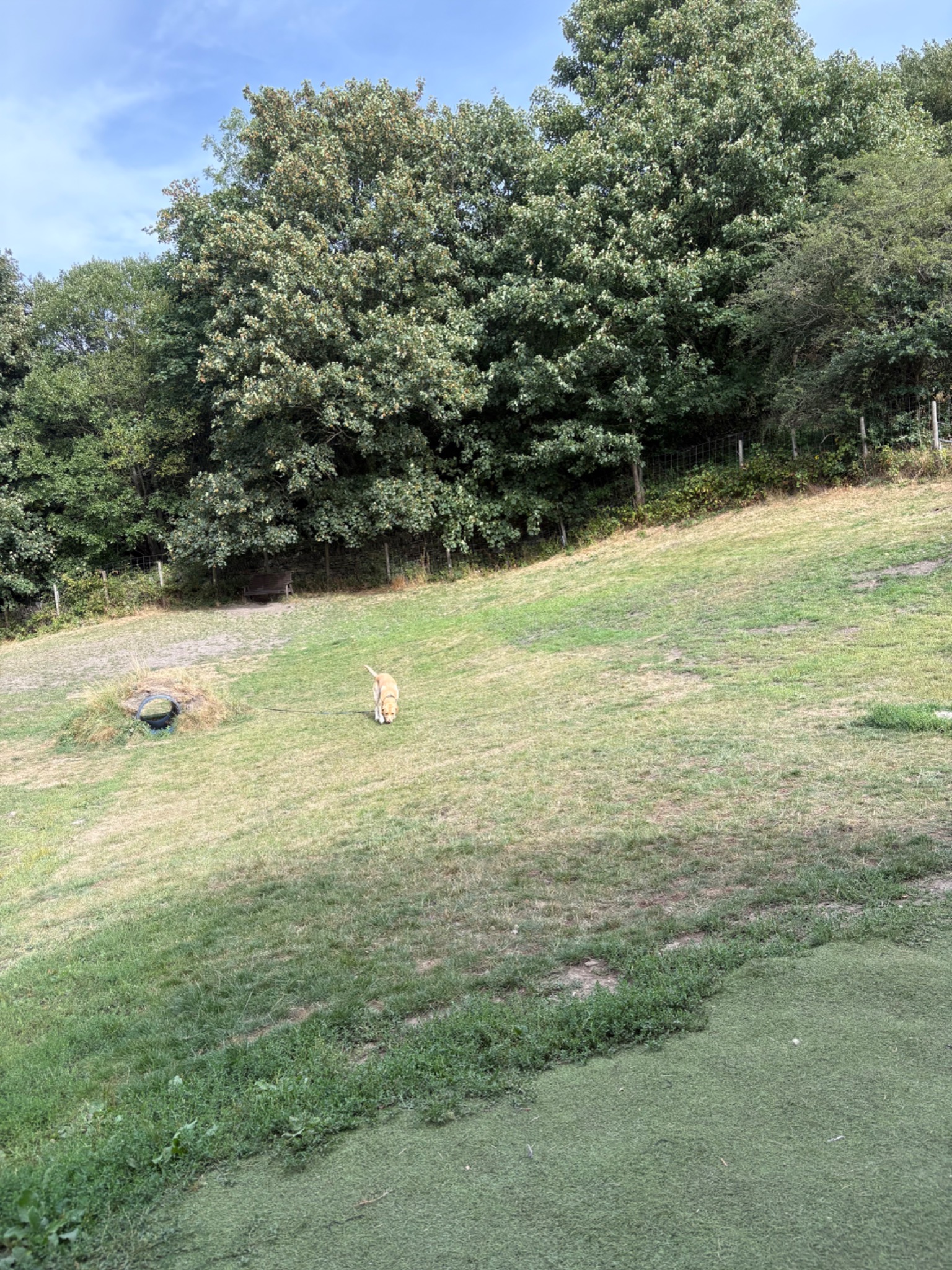 A wider view of the private dog field